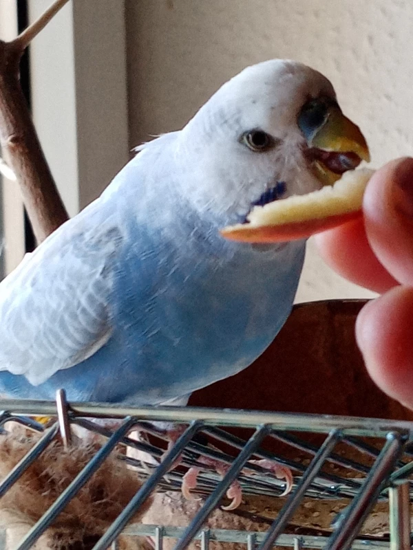 Wellensittich-Bild: Ein kleines Apfelstückchen für Coco!