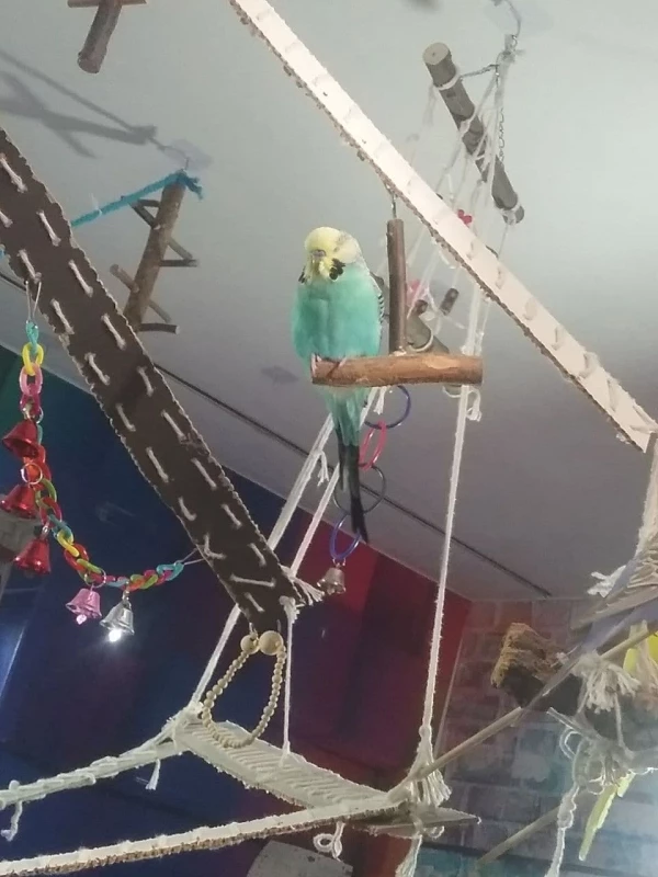 Wellensittich-Bild: so flauschig.. am liebsten würde ich ihn direkt pflücken und knutschen