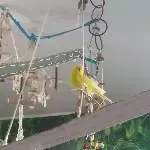 Küken ist müde
