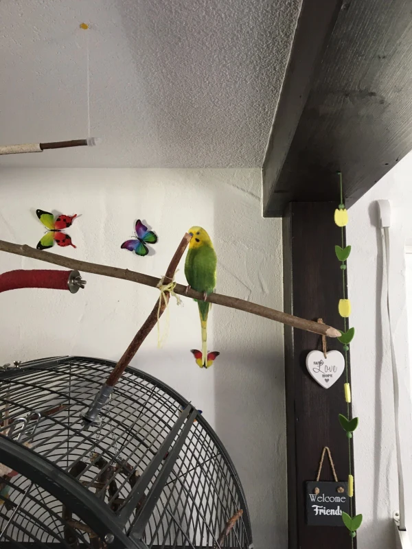 Wellensittich-Bild: Ich bin Marvin, 4 Jahre alt und nun bereits schon zum zweiten Mal Witwer. Nun suche ich einen neuen Artgenossen und würde gerne zu ihm oder ihr ziehen. Ich liebe den Freiflug bin jedoch gerne Lieblingsortbezogen und um meinen Käfig herum heimisch.Ich lass mich nicht gerne auf die Hand nehmen. Heute ist mein Freund Sunny gestorben und ich bin so einsam dass ich immer mit meinem Freund dem Ast reden muss. ( siehe Foto) Aber er ist einfach still. Das finde ich sehr schade. Ich wohne derzeit in Wüstenrot PLZ 71543 aber bereit zu dir zu kommen um endlich eine innige Gemeinschaft zu erleben. Ich freue mich auf deine Rückmeldung. 
