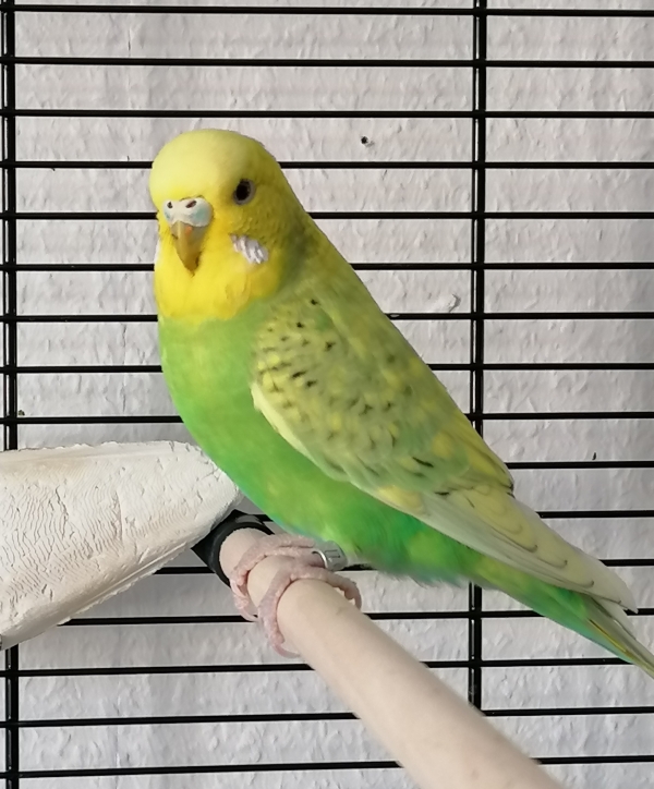 Luna