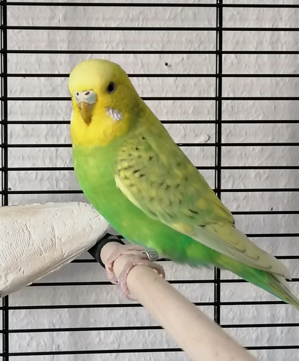 Wellensittich-Bild: Luna in Pose gestellt