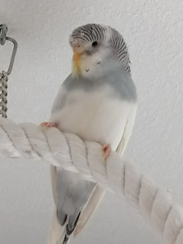 Wellensittich-Bild: Bonny auf dem Kletterring