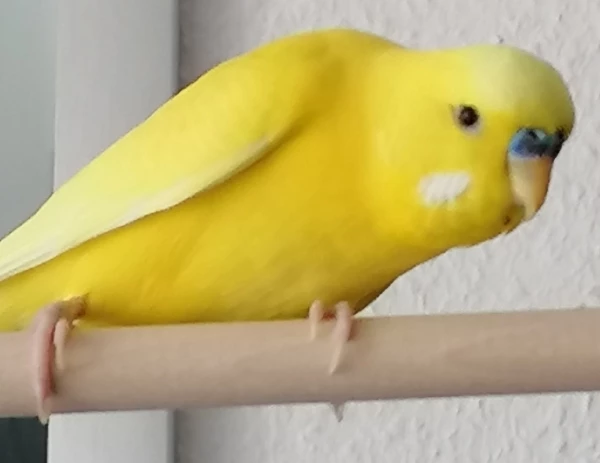 Wellensittich-Bild: Rocco in neugieriger Lauerstellung
