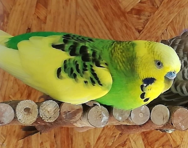 Wellensittich-Bild: Charlie auf der Brücke 