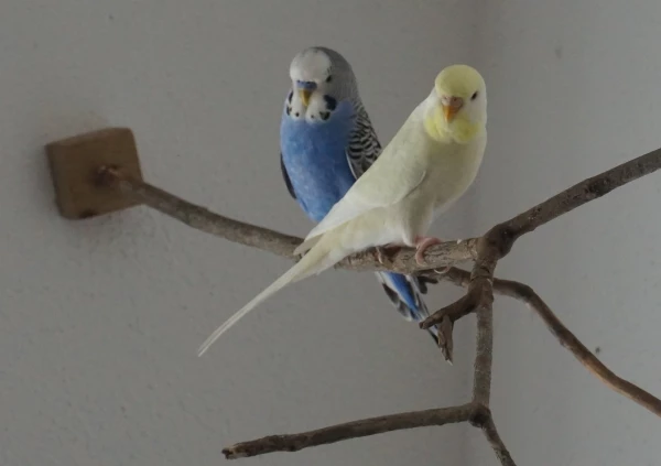 Wellensittich-Bild: Das sind meine Wellensittiche Blue und Mimi