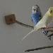 Meine Wellensittiche Blue und Mimi