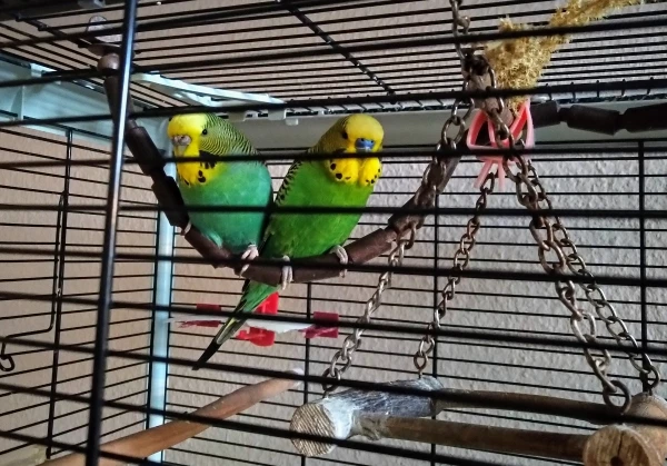Wellensittich-Bild: Liebe auf den ersten Blick
