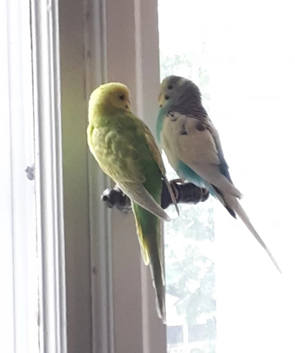 Wellensittich-Bild: Kiwi mit seiner schicken Lady