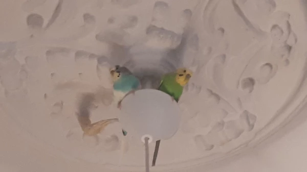 Wellensittich-Bild: Kira und Kiwi auf Kontrollposten..da sitzen sie zum Glück eher selten..