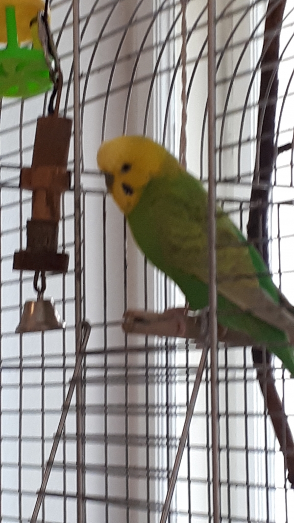 Kiwi