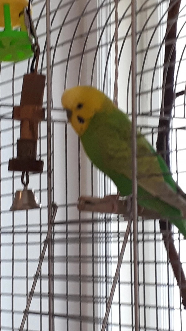 Wellensittich-Bild: Soll ich hier bleiben oder lieber fliegen?