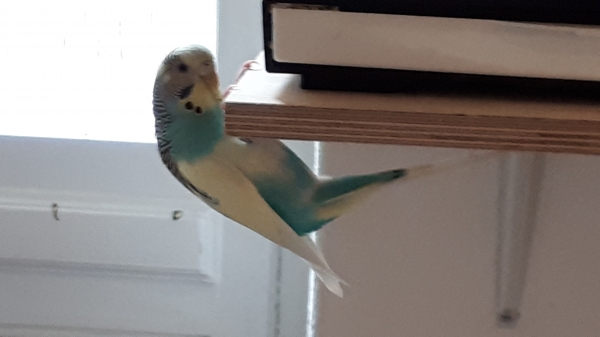 PHPSESSID