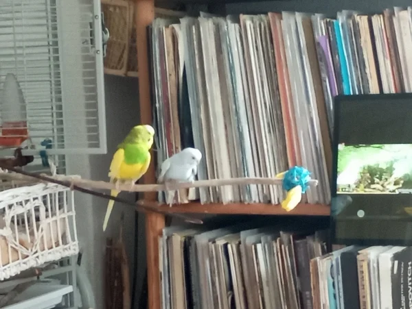 Wellensittich-Bild: Parrot TV auf Tablet.