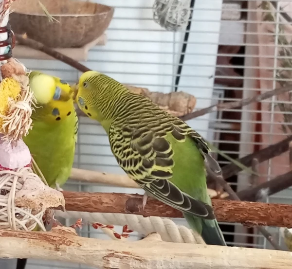 Wellensittich-Bild: Emiel und Poppie, einfach schön sie zu erleben. 
