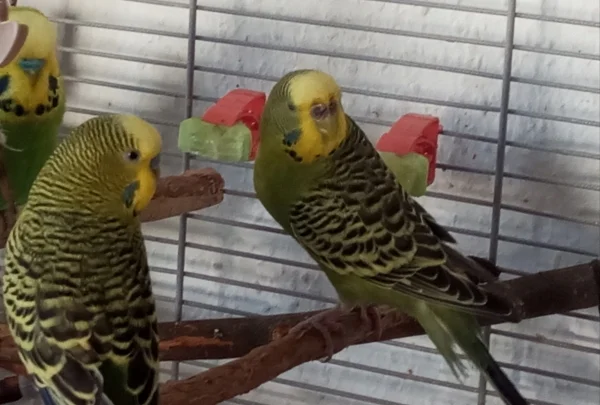 Wellensittich-Bild: Emiel und Poppie schauen sich im neuen Zuhause um.