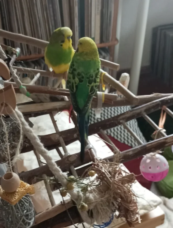 Wellensittich-Bild: Freddie lernt seinen neuen Freund Henry kennen. Beide flugeingeschränkt