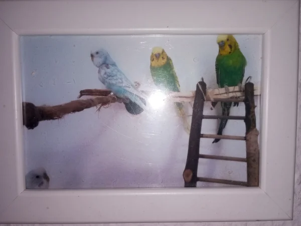 Wellensittich-Bild: Mit Klein-Pietie flugunfähig, von 2016 adoptiert, ca.3 bis 4Jahre alt. Nunmehr im Regenbogenland und als Erinnerung als Bild an unserer Wand und in mir sowieso...danke, das ihr bei mir ward, großartige, kleine Wesen...fliegt nun frei und ohne Grenzen.