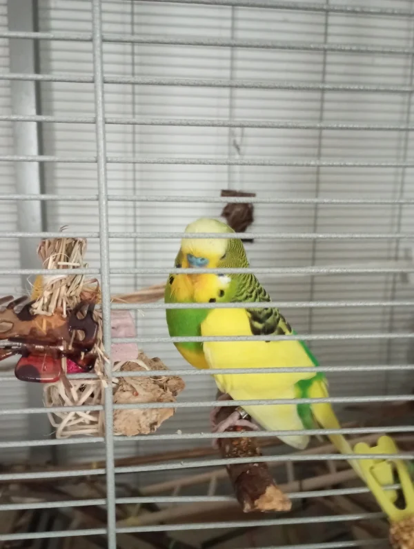 Wellensittich-Bild: Freddie der Spitzenwelli. Denkt wahrscheinlich an den kleinen Pietie oder an etwas anderes.