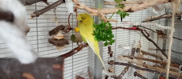 Wellensittich-Bild: Lemon erstes Foto in seinem neuen Schwärmchen.