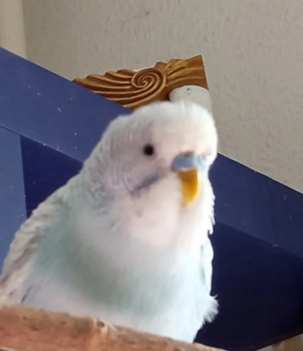 Wellensittich-Bild: Pieti Sorgenkind irgendwann kaufe ich dir einen kleinen 
, ferngesteuerten Hubschrauber zum Herumfliegen! 