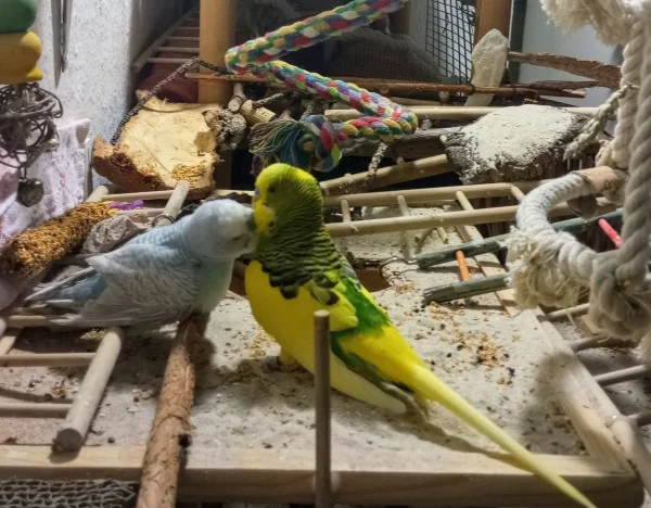 Wellensittich-Bild: Pietie (erblindet) und Freddie (flugunfähig) bis über beide Federn ineinander verliebt.