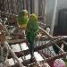 Henry und Freddie lernen sich kennen