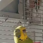 Unsere Poppie