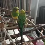 Henry und Freddie lernen sich kennen