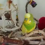 Freddie auf seinem Plateau