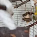Lemon bei uns im neuen Zuhause