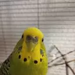 Prinzessin Poppie mit ihren Augenwimpern