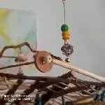 Zwei müde Wellis