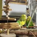 Liebelei neben dem Holzbäumchen
