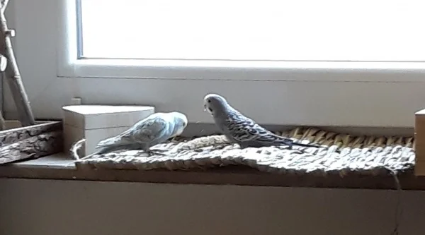 Wellensittich-Bild: Hier ist doch sicher noch Hirse versteckt?