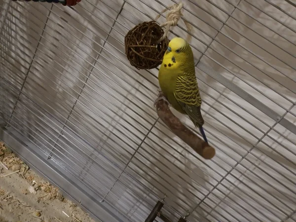 Wellensittich-Bild: Floki ist seit heute bei mir. :)