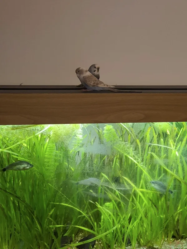 Wellensittich-Bild: Der erste Landesplatz nach ihrem ersten Freiflug war
Das Aquarium von meinem Freund. :)