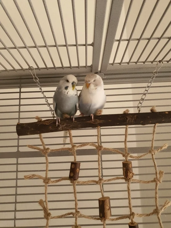 Wellensittich-Bild: Susi und Oskar sitzen zusammen auf ihrem 
neuen kletterspielzeug