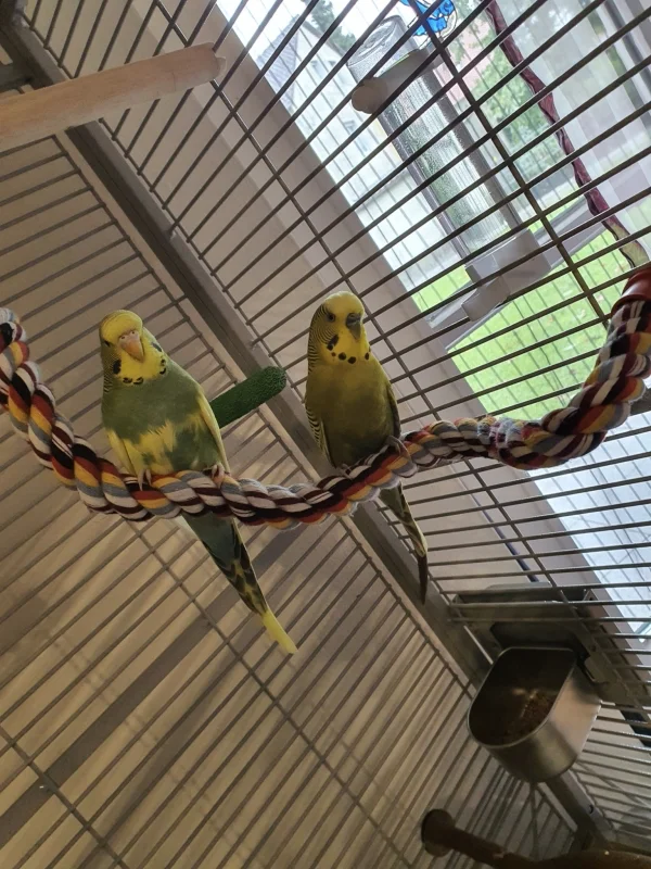 Wellensittich-Bild: Erstes Bild von Coco und fFloki zusammen 