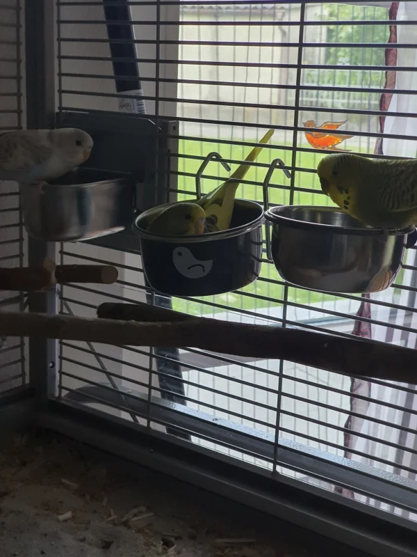 Wellensittich-Bild: Coco setzt sich zum fressen gerne in den Napf.