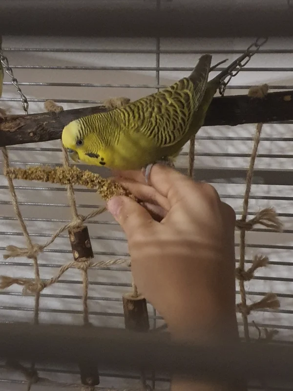 Wellensittich-Bild: Zum ersten Mal hat sich mein kleiner Floki auf meine Hand getraut.