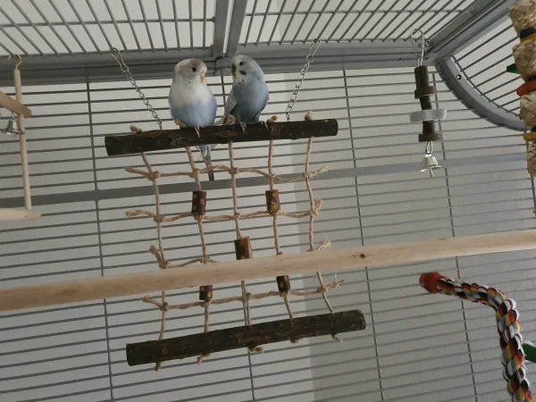 Wellensittich-Bild: Das sind susi und Oskar 