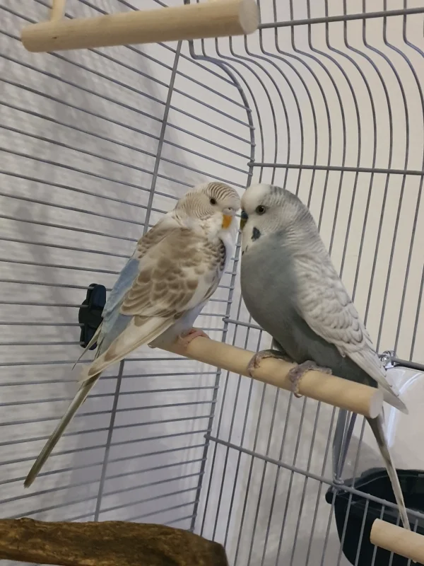 Wellensittich-Bild: Oskar und Susi sitzen zusammen auf der Stange 
