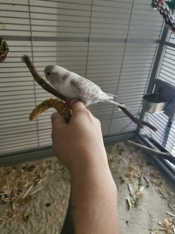 Wellensittich-Bild: Kaum kommt die Hirse, da macht sie sich es schon bequem auf meiner Hand.