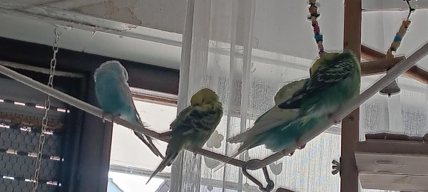 Wellensittich-Bild: ... habe am 31. Juli 2024, zwei Federbälle mit Handicap aus dem Tierheim adoptiert (die zwei auf der linken Seite). Vertragen sich von der ersten Stunde toll mit meinen zwei Federbällen (zwei rechts).
