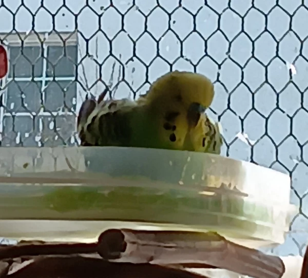 Wellensittich-Bild: Hansy bei Baden ...