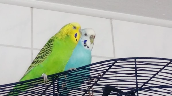 Wellensittich-Bild: Hanny (Blau) & Nelly (Grün)
