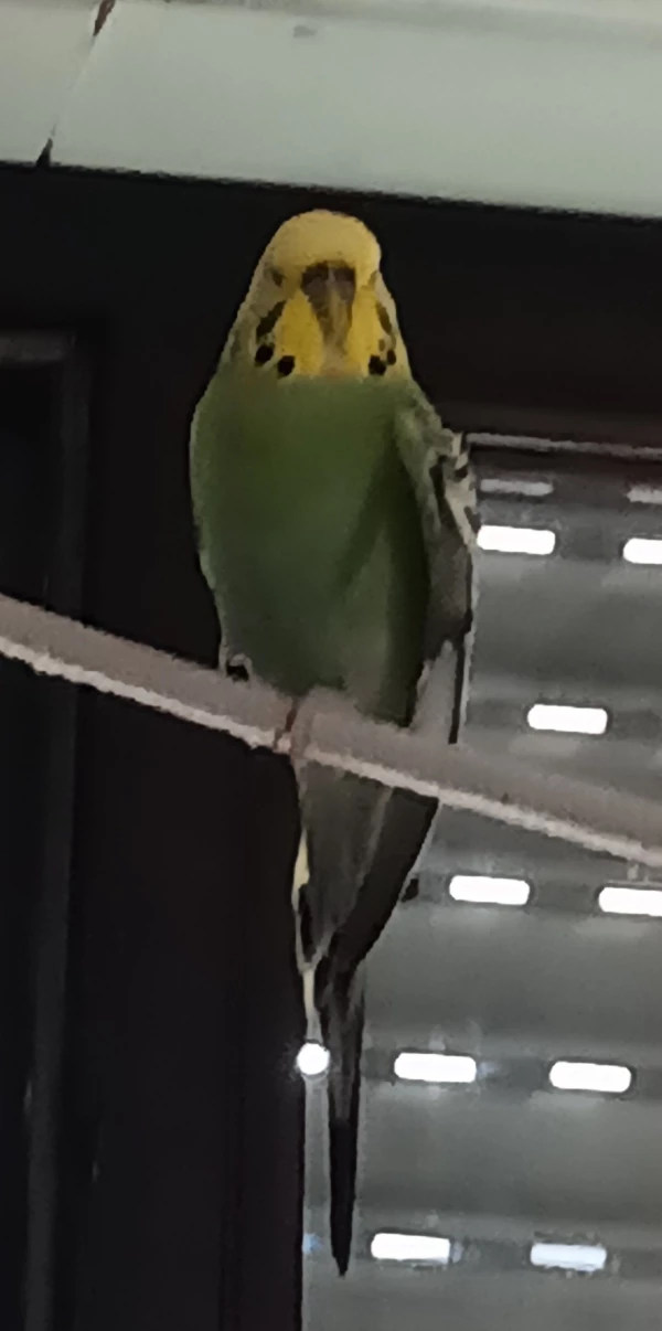 Wellensittich-Bild: Handicap Federball aus den Tierheim! Sie kann den Flügel nicht ganz anlegen, da er gebrochen war!