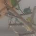 Alle auf dem Vogelbaum!!