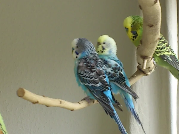 Wellensittich-Bild: Toby rechts (grün) mit Percy und Clara.
Als Abgabetiere aufgenommen, sind jetzt alle im Vogelhimmel.